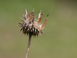 Dried Thistle