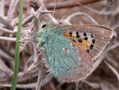 Provence Hairstreak (Tomares ballus), Valle de Oj�n