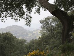 Cork Oak (Quercus suber) Woodland, Valle de Oj�n