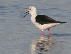 Black-winged Stilt (Himantopus himantopus), Marismas de Barbate