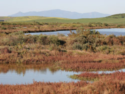 Parque Natural de la Marismas del Barbate