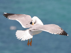 Yellow-legged Gull (Larus michahellis), Barbate cliffs