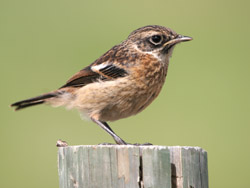 Stonechat (Saxicola torquata)