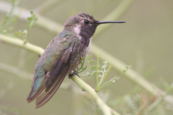 Costa's Hummingbird 2006 Fraser Simpson