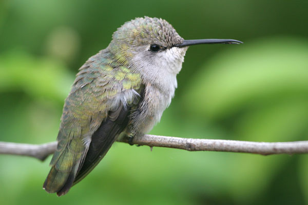 Costa's Hummingbird 2006 Fraser Simpson