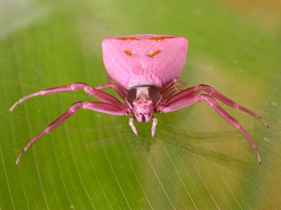 Crab Spider � 2007 Fraser Simpson
