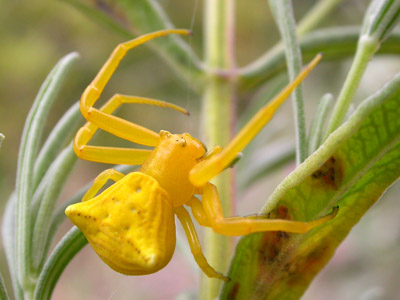 Crab Spider � 2007 Fraser Simpson