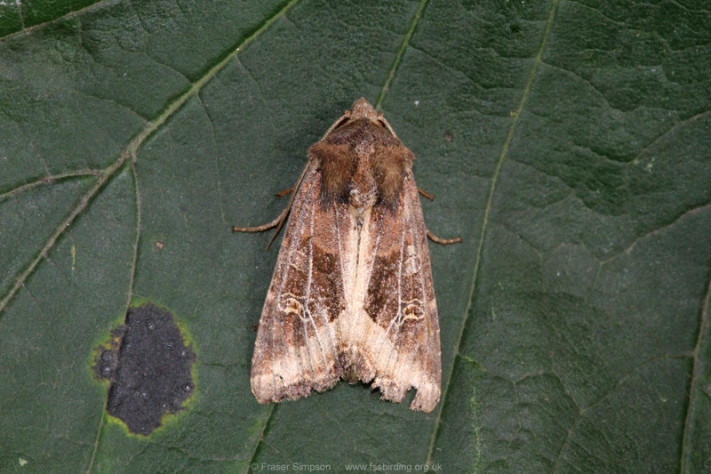 The Crescent (Helotropha leucostigma) � Fraser Simpson