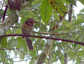 Crescent-chested Puffbird