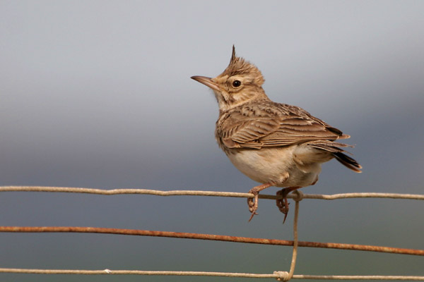 Crested Lark �2006 Fraser Simpson