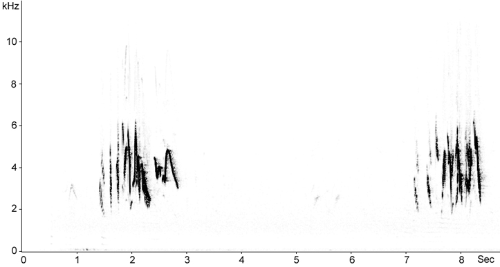 Sonogram of Crested Lark calls