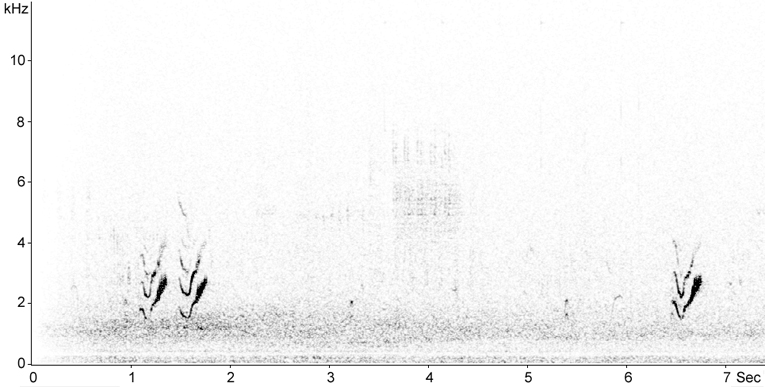 Sonogram of Crested Lark calls