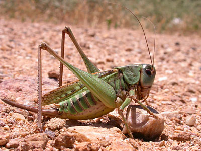 Wart-biter (Decticus verrucivorus) � 2005 Fraser Simpson