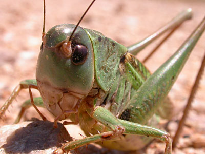Wart-biter (Decticus verrucivorus) � 2005 Fraser Simpson