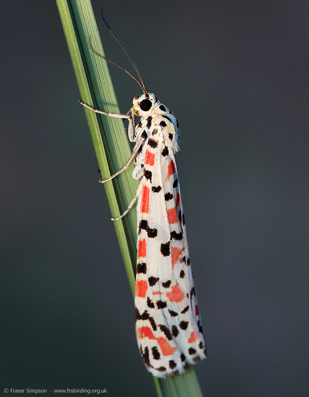Crimson Speckled�(Utetheisa pulchella) � Fraser Simpson