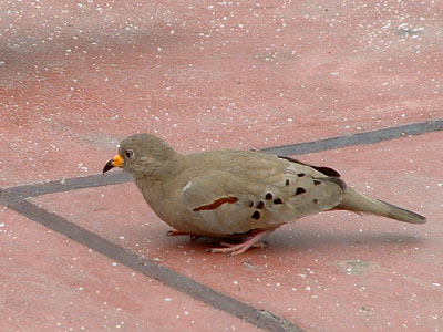 Croaking Ground Dove