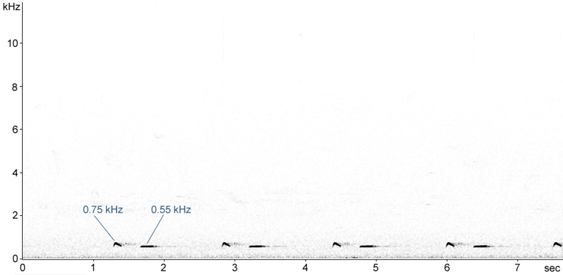 Sonogram of Cuckoo song