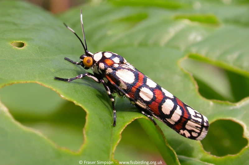 Cydosa sp. Cordillera Azul, Peru � Fraser Simpson