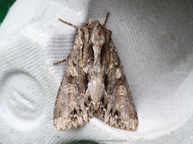 Dark Arches (Apamea monoglypha) � Fraser Simpson