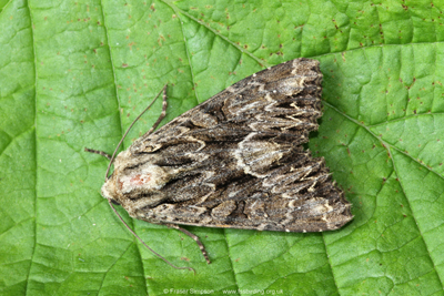 Dark Arches (Apamea monoglypha)  Fraser Simpson