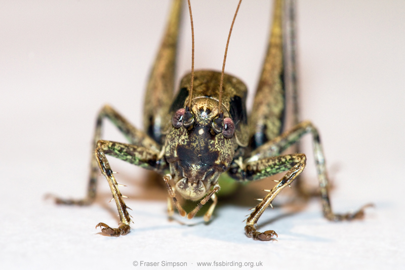 Dark Bush-cricket (Pholidoptera griseoaptera) � Fraser Simpson