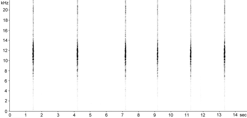 Sonogram of Dark Bush-cricket stridulation