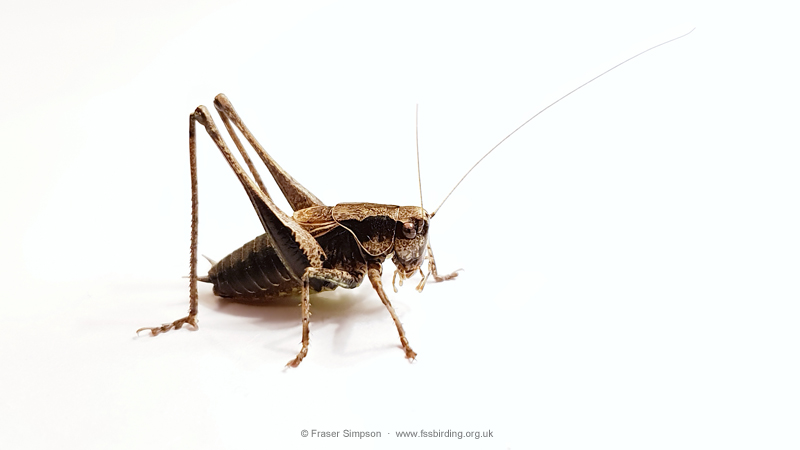 Dark Bush-cricket (Pholidoptera griseoaptera) � Fraser Simpson