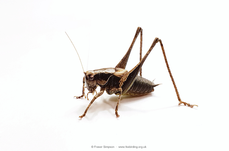 Dark Bush-cricket (Pholidoptera griseoaptera) � Fraser Simpson