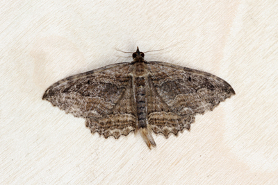 Dark Umber (Philereme transversata)  Fraser Simpson