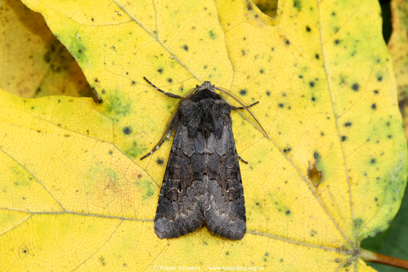 Deep-brown Dart (Aporophyla lutulenta) © Fraser Simpson