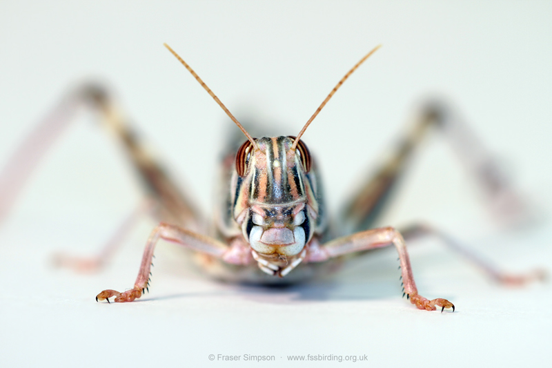 Desert Locust (Schistocerca gregaria) © Fraser Simpson