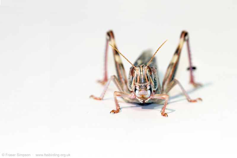 Desert Locust (Schistocerca gregaria) © Fraser Simpson