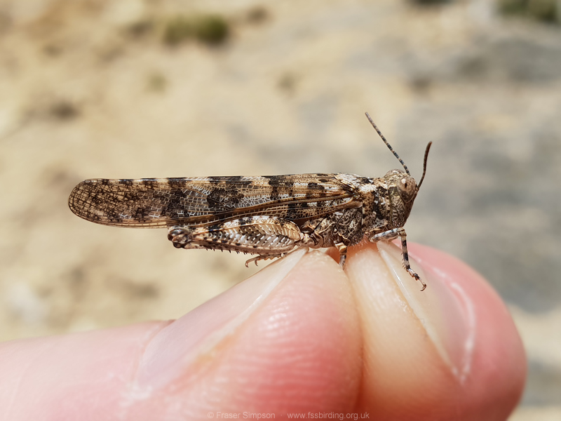 Desert Sand Grasshopper (Sphingonotus rubescens) © Fraser Simpson