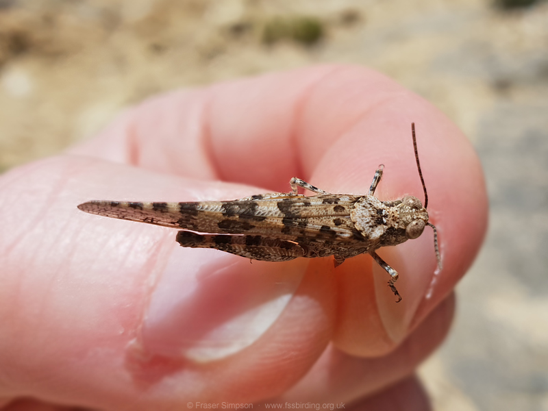 Desert Sand Grasshopper (Sphingonotus rubescens) © Fraser Simpson