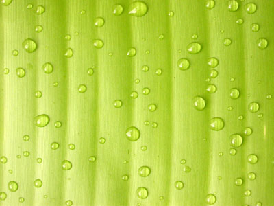 Dew in the rainforest, Parque Nacional Cordillera Azul, Peru � 13 September 2005 � 2005 Fraser Simpson