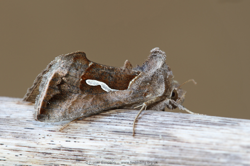 Dewick's Plusia (Macdunnoughia confusa) � Fraser Simpson
