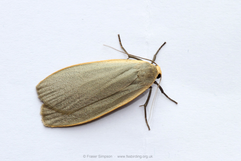 Dingy Footman (Eilema griseola) � Fraser Simpson
