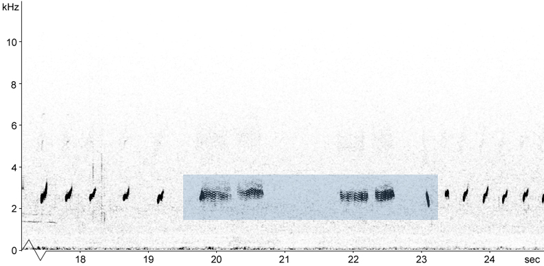 Sonogram of Dotterel call
