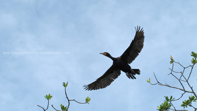 Double-crested Cormorant (Phalacrocorax auritus), Pye Key � Fraser Simpson