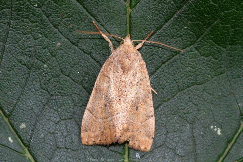 The Dun-bar (Cosmia trapezina) � Fraser Simpson