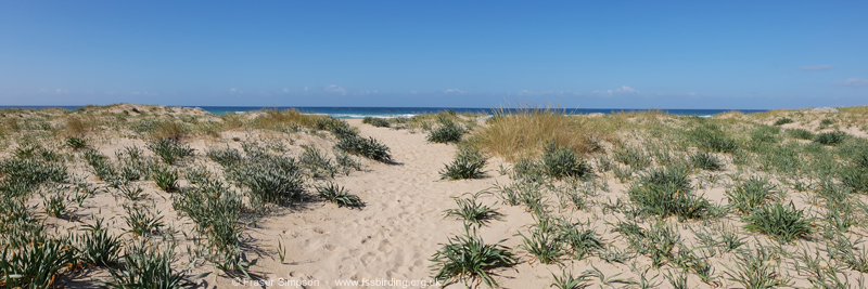 Low dune system, Zahara de los Atunes � Fraser Simpson