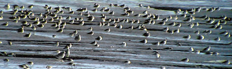 Dunlin & Grey Plover 2005 Fraser Simpson