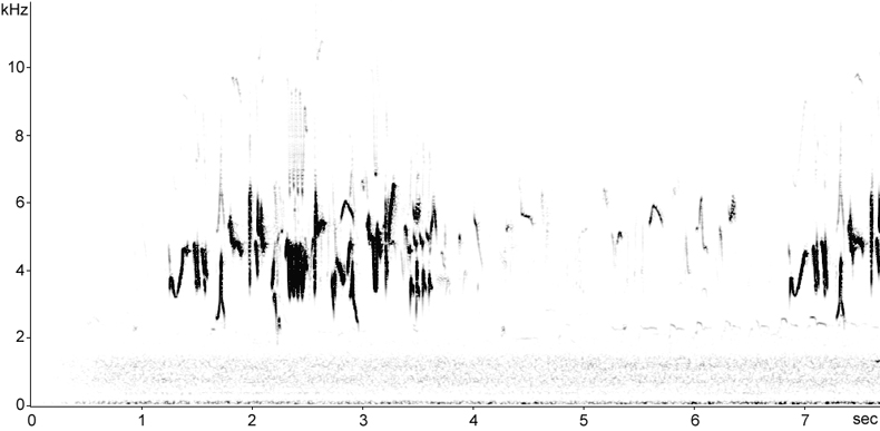 Sonogram of Dunnock song