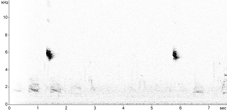 Sonogram of Dunnock calls