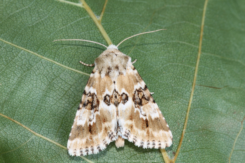 Dusky Sallow (Eremobia ochroleuca) � Fraser Simpson