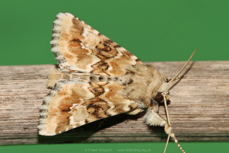 Dusky Sallow (Eremobia ochroleuca) � Fraser Simpson