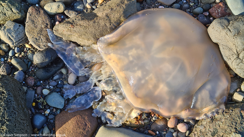 Dustbin-led Jellyfish (Rhizostoma octopus) � Fraser Simpson