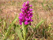 Early Purple Orchid