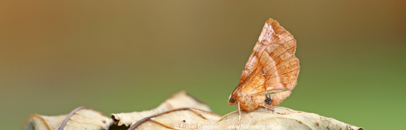Early Thorn (Selenia dentaria)  � Fraser Simpson