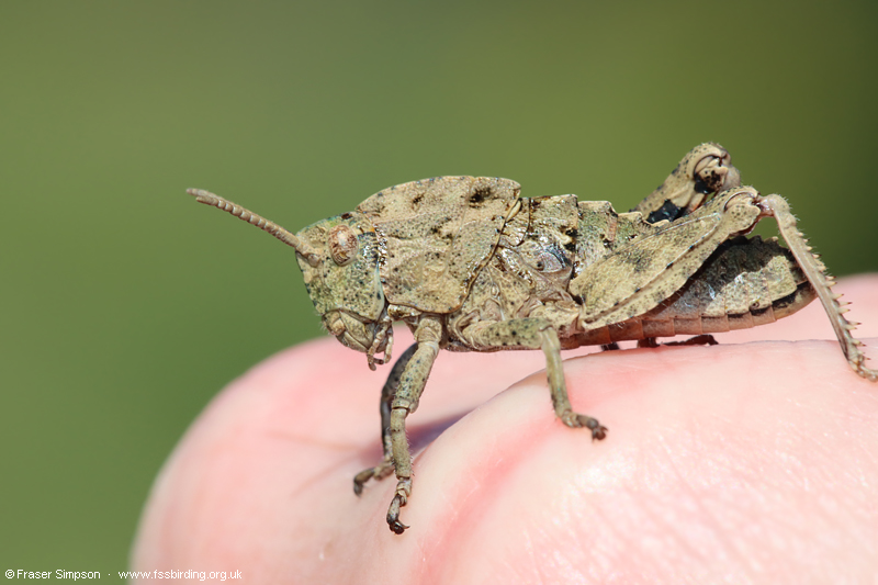 Earthling Stone Grasshopper (Euryparyphes terrulentus), Valle de Oj�n, Parque Natural de los Alcornocales, Spain � Fraser Simpson
